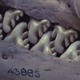 Illustration for article titled Crabeater Seals Look Like They Have Buzzsaws For Teeth